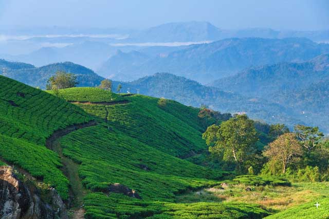 Munnar  Tour Package