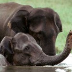 Kerala Wildlife Sanctuaries