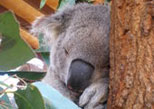 Australia Tour Package