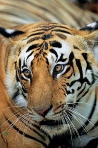 Wildlife Attractions Tour Package India