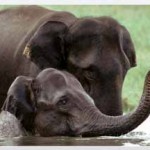 Kerala Wildlife Holidays Tour Packages India