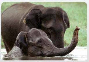 Kerala Wildlife Holidays Tour Packages India