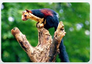 Silent Valley National Kerala Wildlife