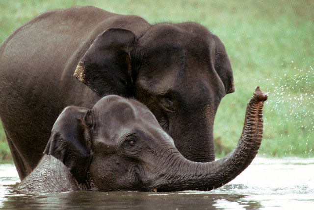 kerala wildlife tour packages india