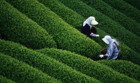 North East Hillstation Tour Package