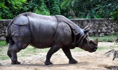 Assam Northeast Wildlife Vacation Package India