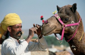 Pushkar Tour Packages Rajasthan India