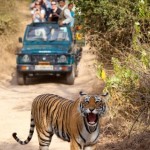 Rajasthan Wildlife Tour Packages India
