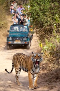 Rajasthan Wildlife Tour Packages India