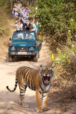 rajasthan india wildlife tour packages